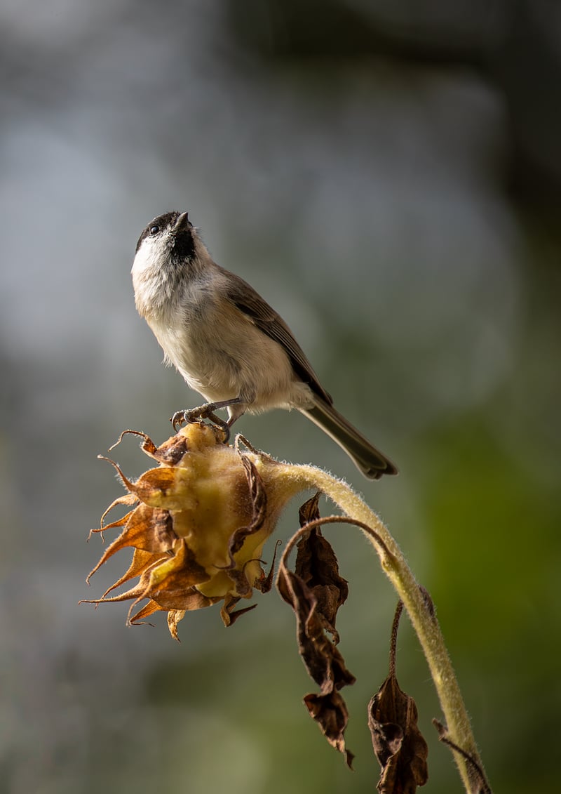 Nature Poses
